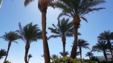 Güneş palmiye yapraklarından parlıyor güneşli bir günde mavi gökyüzü