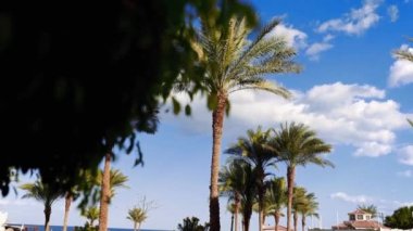 Güneş palmiye yapraklarından parlıyor güneşli bir günde mavi gökyüzü