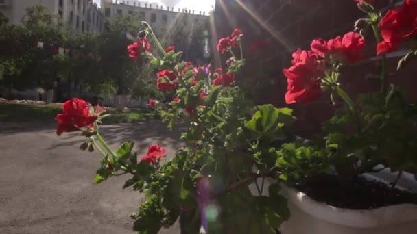 Цветы, освещенные солнцем на улицах города — стоковое видео
