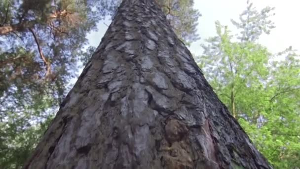 Höga tallar i sommarskogen — Stockvideo