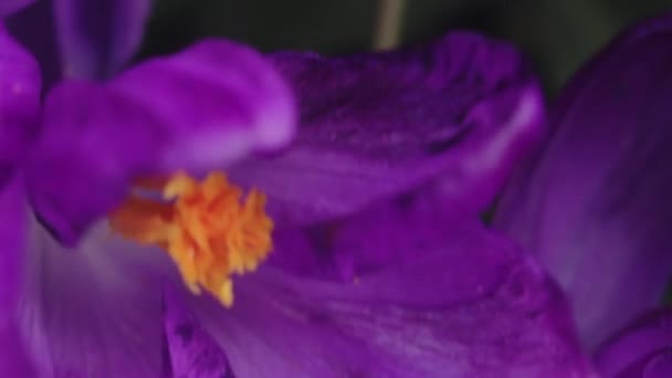 Primavera flores púrpura en macro — Vídeo de stock