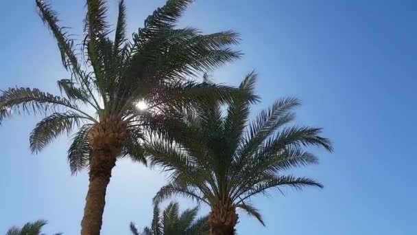 Zon schijnt door de palmbladeren blauwe lucht in zonnige dag — Stockvideo