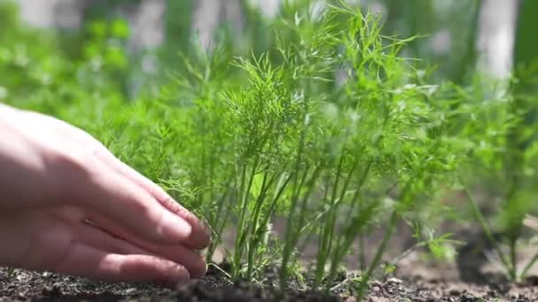 Kvinna plockar dill från en trädgård säng sommar greener — Stockvideo