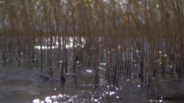 Göl suyu kıyı ağır çekim