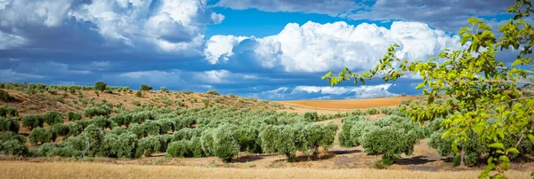 Zeytin bahçeleri ve bulutlu gökyüzü ile panoramik bir tarla manzarası
