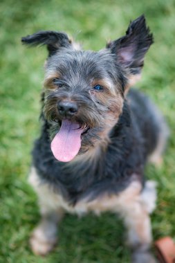 Güzel Yorkshire çimenli ve ağaçlı bir bahçede poz veriyor ve iyi oynuyor..