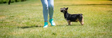 Güzel Yorkshire çimenli ve ağaçlı bir bahçede poz veriyor ve iyi oynuyor..