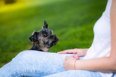 Güzel Yorkshire çimenli ve ağaçlı bir bahçede poz veriyor ve iyi oynuyor..