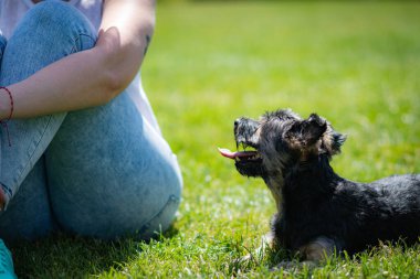 Güzel Yorkshire çimenli ve ağaçlı bir bahçede poz veriyor ve iyi oynuyor..