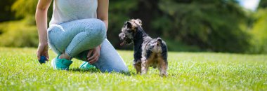 Güzel Yorkshire çimenli ve ağaçlı bir bahçede poz veriyor ve iyi oynuyor..