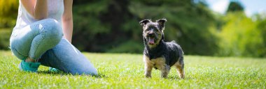 Güzel Yorkshire çimenli ve ağaçlı bir bahçede poz veriyor ve iyi oynuyor..