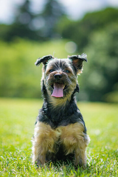 beautiful yorkshire posing and playing nice in a garden with grass and trees.