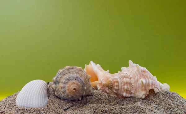 Deniz kabukları, kum ve sarı arka plan