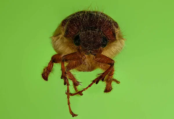 Böcek, makro fotoğraf.