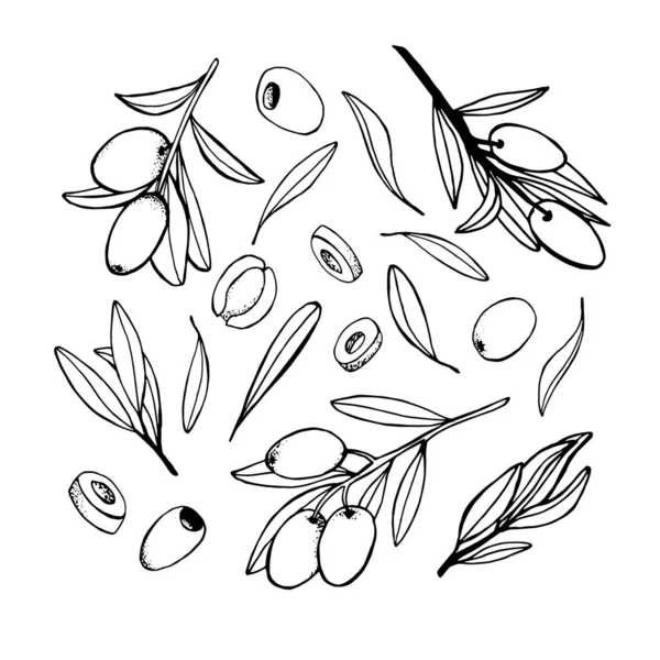 Conjunto de azeitonas, ramos e folhas sobre um fundo branco, cozinha italiana.Ilustrações feitas à mão para o design de embalagens de cosméticos, alimentos — Vetor de Stock