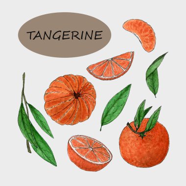 Turunçgiller seti: mandallar, dilimler, dallar ve yapraklar. Suluboya seti sulu bir dekor için beyaz bir arkaplanda izole edilmiştir.