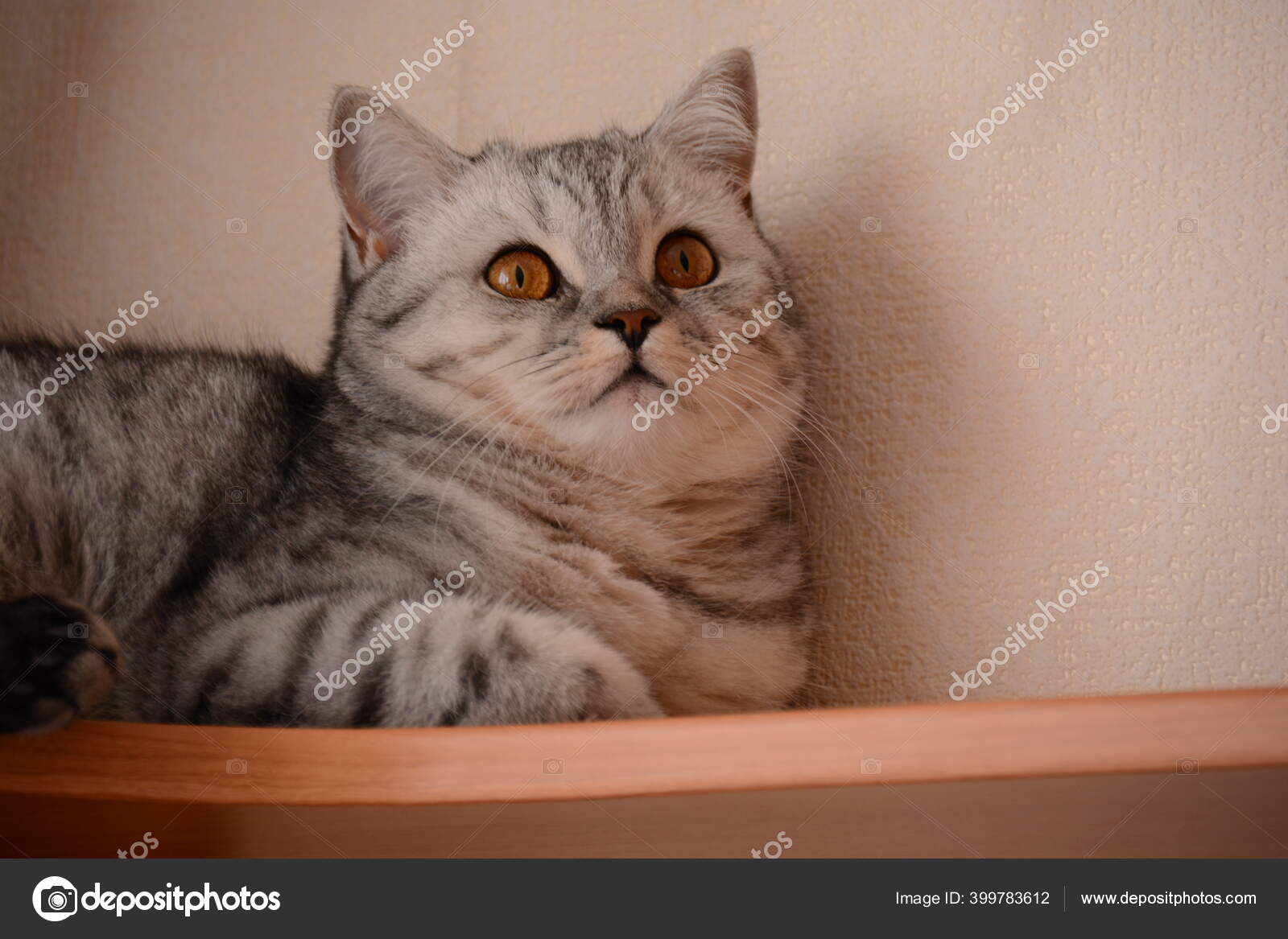 Beau Chat Britannique Gris Avec Les Yeux Ambre Gros Plan Image Libre De Droit Par Pemizevsk Gmail Com C Beau Chat Britannique Gris Avec Les Yeux Ambre Gros Plan Image Libre De Droit Par Pemizevsk Gmail Com C