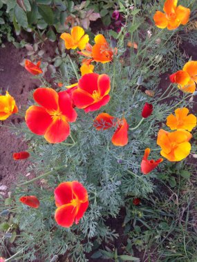 Yazın bahçede güzel kırmızı ve turuncu petunyalar