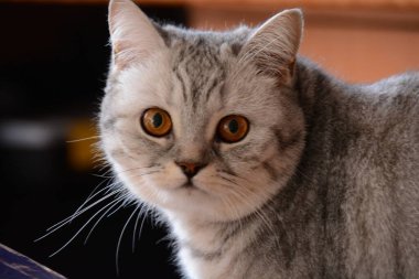 Kehribar gözlü güzel gri İngiliz kedisi