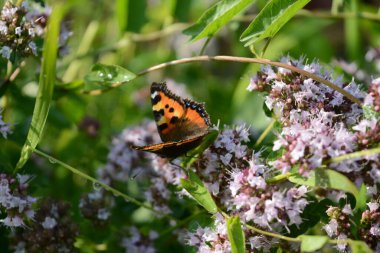 Yaz bahçesinde kekik çiçekleri üzerinde arı