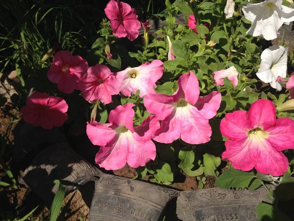 Růžové Bílé Petúnie Zahradě Létě — Stock fotografie
