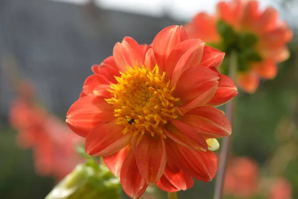 Beautiful Red Yellow Flower Garden Summer — Stock Photo, Image