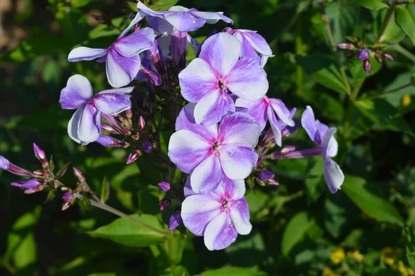 Vackra Vita Och Lila Flox Blommor Närbild — Stockfoto