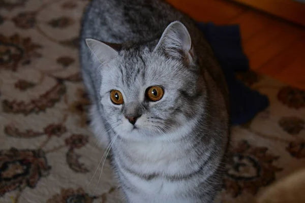 Schöne Graue Britische Katze Mit Bernsteinfarbenen Augen — Stockfoto