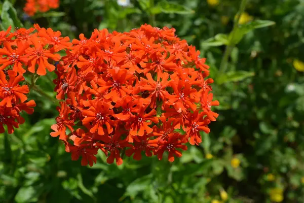 Vacker Röd Blomma Bakgrund Gröna Blad Sommarträdgård — Stockfoto