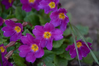 Yeşil yapraklı güzel pembe leylak çiçekleri