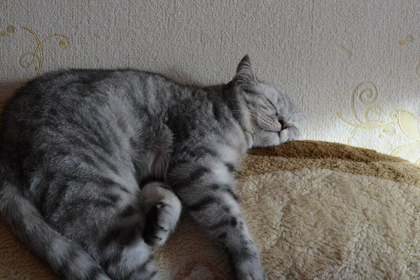 Bellissimo Gatto Inglese Grigio Che Dorme Sul Divano — Foto Stock