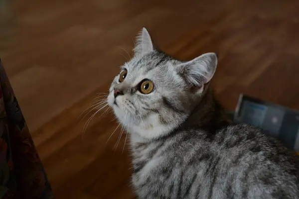 Beau Chat Britannique Gris Aux Yeux Ambrés Regarde Gauche — Photo