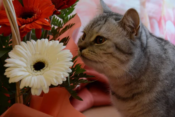 Bellissimi Gatti Grigi Inglesi Che Annusano Fiori Rossi Rosa — Foto Stock