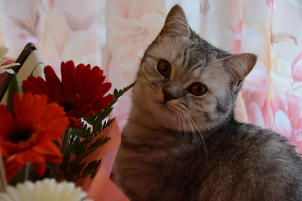 Schöne Britische Graue Katze Neben Roten Und Weißen Blumen — Stockfoto