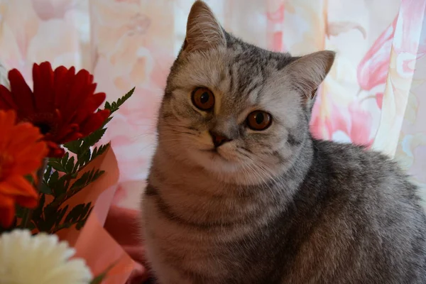 Vacker Brittisk Grå Katt Bredvid Röda Och Vita Blommor — Stockfoto