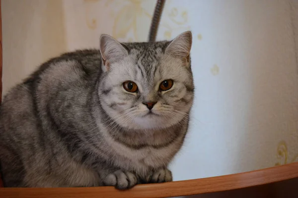 Beautiful Gray British Cat Sitting Shelf — Stock Photo, Image