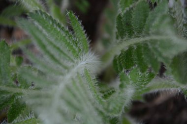 Beyaz villalı güzel yeşil bir yaprak.