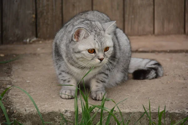 美しい灰色の英国の猫は警戒し 右に見えます — ストック写真