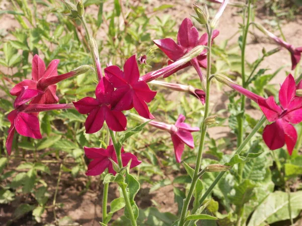 Beautiful graceful hot pink flowers of scented tobacco