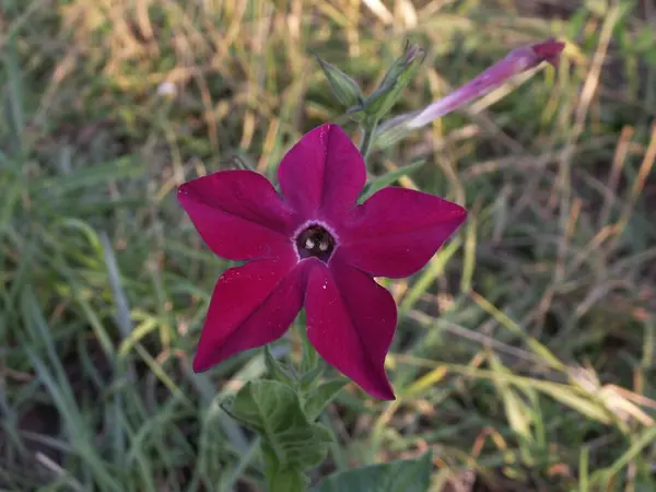 Vacker Varm Rosa Doftande Tobak Blomma Grönt Gräs Bakgrund — Stockfoto