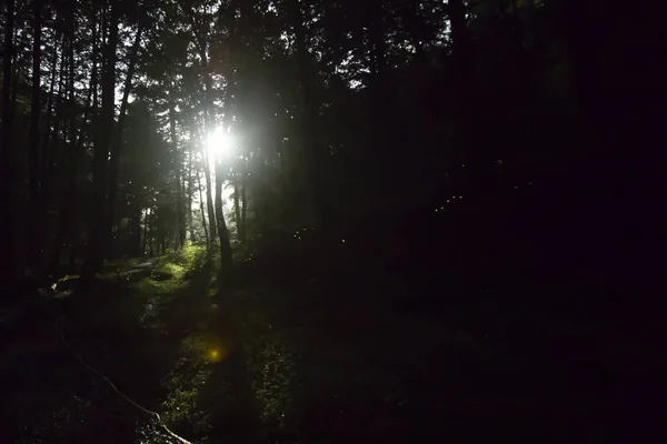 Moonlight through forest trees with synchronous fireflies.