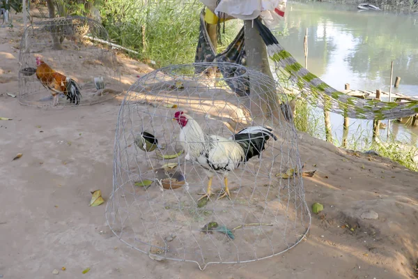 Roosters in cages on Mekong River in Vietnam