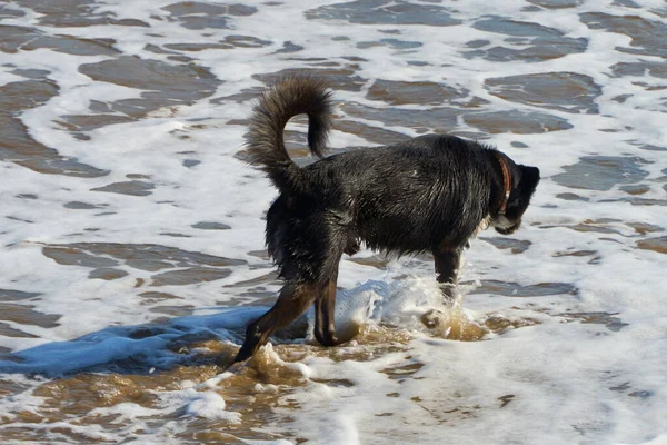 Kumsalda siyah köpek, bacakları dalmış, dalgalarda oynuyor.                               