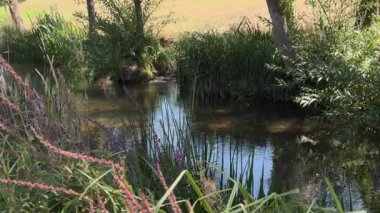 Berrak su, yemyeşil bitki örtüsüyle çevrili küçük bir derede yavaşça akar ve huzurlu bir doğal vaha yaratır.