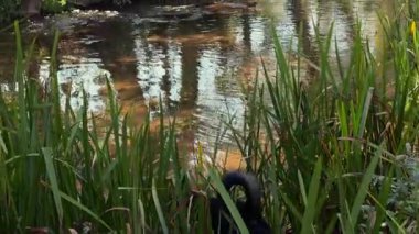 Siyah labrador, yemyeşil bitki örtüsü ve benekli yaz güneşiyle çevrili küçük bir nehirden içme suyuyla ferahlatıcıdır.