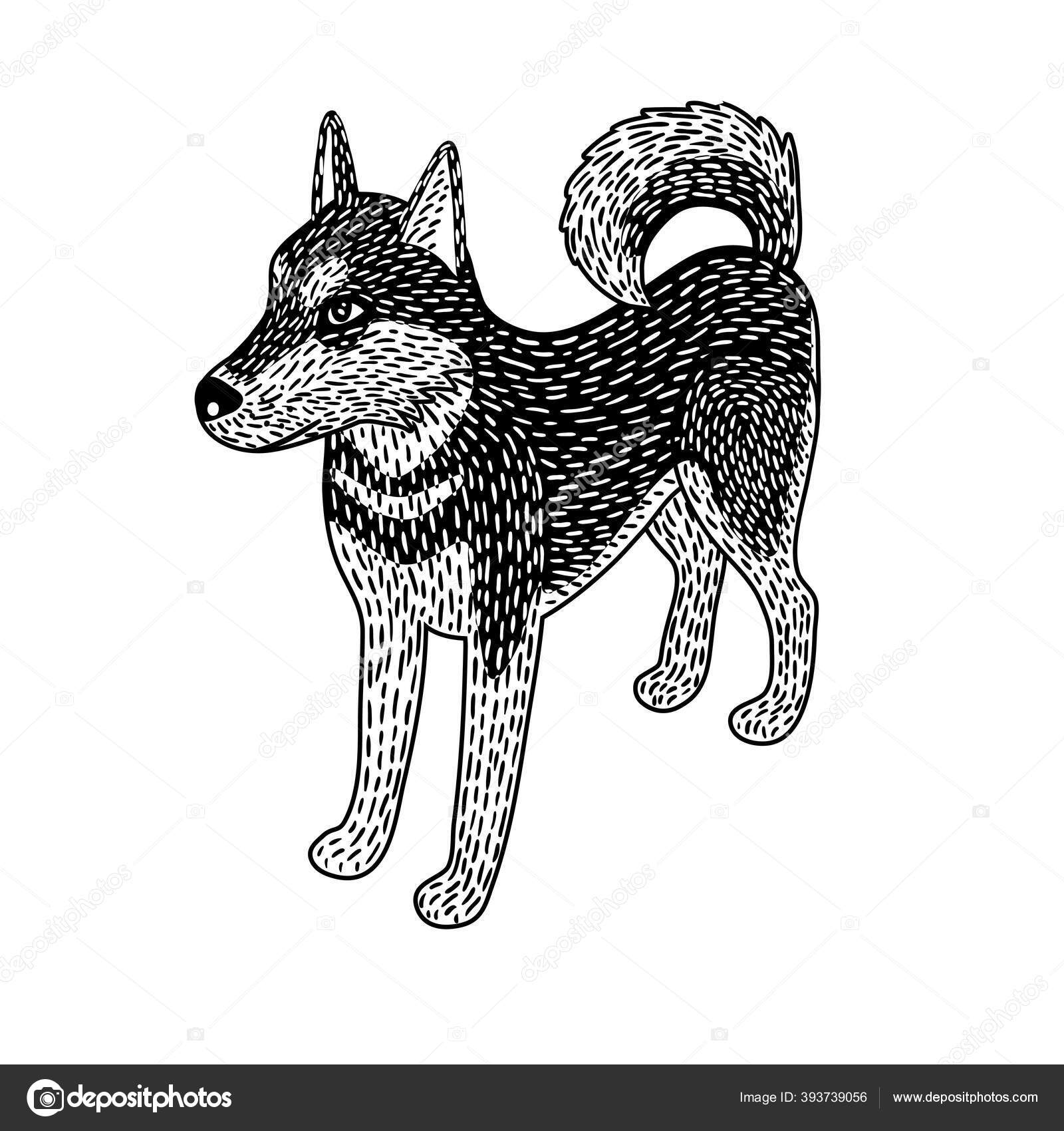 Image vectorielle Illustration Dessin Animé Vectoriel Noir Blanc Chien Husky  Mignon Projection par ©chickfish - 393739056, image size:1600x1700