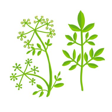 Yaprakları ve çiçekleri olan zehirli bir bitkinin renkli vektör çizimi, botanik düzen, düz stil, beyaz arka planda izole edilmiş.