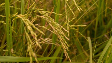 Paddy Field 'daki olgun altın çeltik tarlasına yakın çekim.