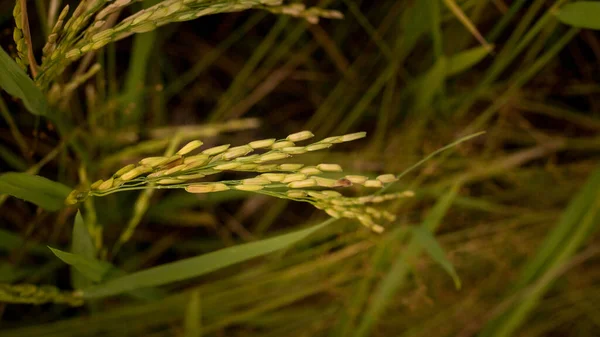 Primer Plano Paddy Dorado Maduro Campo Arroz — Foto de Stock