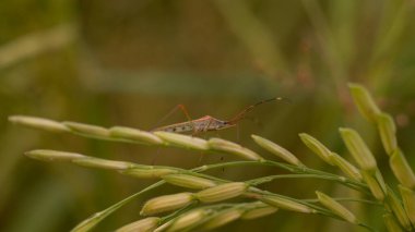 Paddy Field 'daki olgun altın çeltik tarlasına yakın çekim.